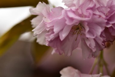 Bahçede açan pembe bahar çiçekleri