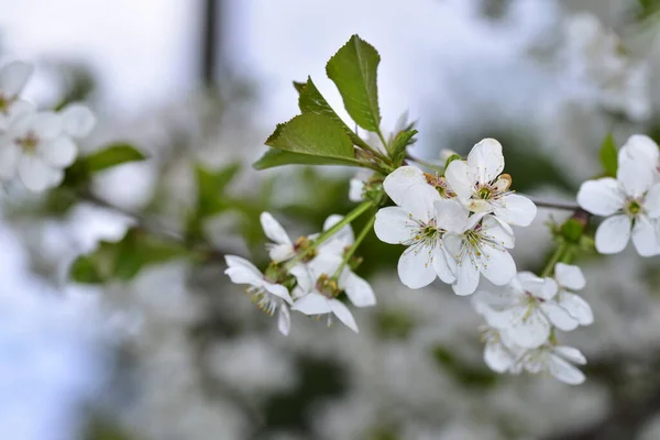 庭で育つ白い花の美しい植物のショット — ストック写真