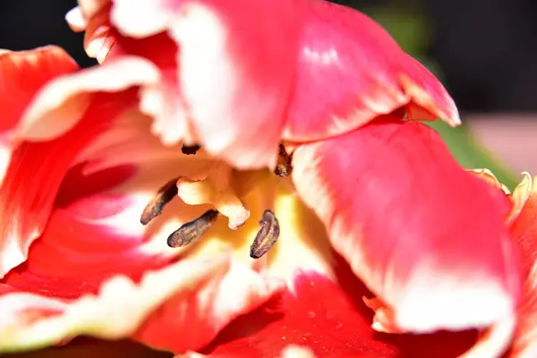 Beautiful Tulip Flower Garden — Stock Photo, Image