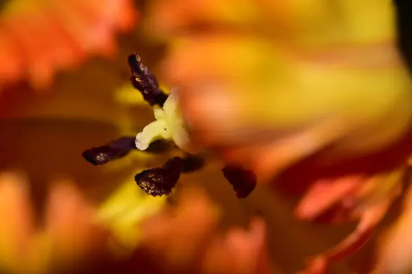 Güzel Lale Yakın Görüş Çiçek Konsepti — Stok fotoğraf