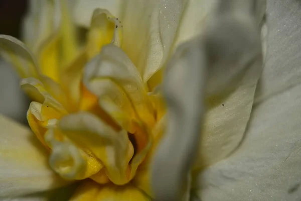 Όμορφο Λευκό Λουλούδι Κοντινή Θέα Καλοκαιρινό Concept — Φωτογραφία Αρχείου