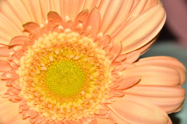 Detail Květu Krásné Gerbera — Stock fotografie