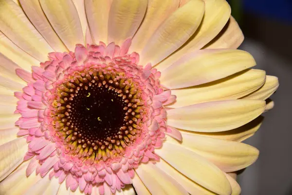 Siyah arka plan üzerine izole Gerbera çiçek.