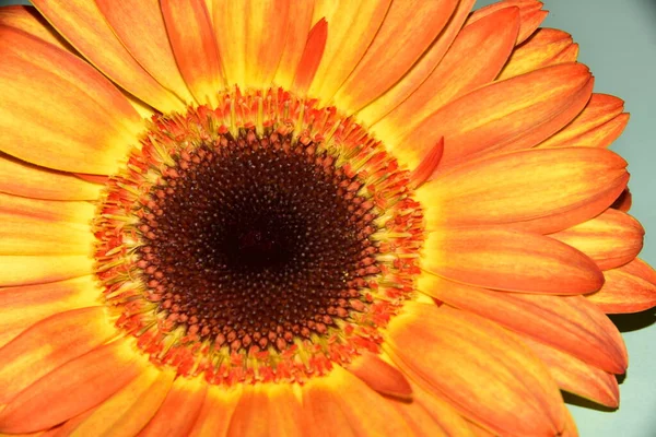 Gros Plan Belle Fleur Gerbera — Photo