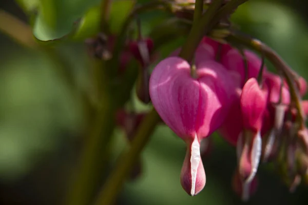 Vackra Rosa Blommor Som Växer Trädgården — Stockfoto