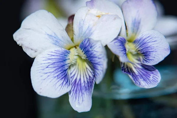 Красиві Білі Фіолетові Квіти Крупним Планом — стокове фото