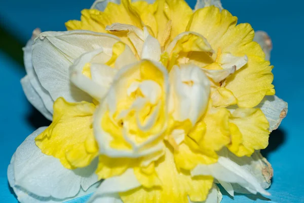美しい黄色の花を間近で見る夏のコンセプト — ストック写真