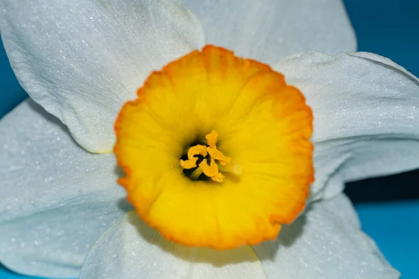 Beautiful Narcissus Flower Flora Nature Concept — Zdjęcie stockowe