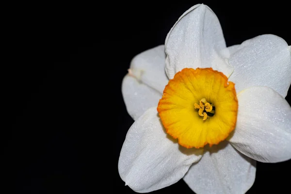Όμορφο Λουλούδι Νάρκισσος Μαύρο Φόντο — Φωτογραφία Αρχείου