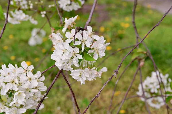 Bahçede büyüyen beyaz çiçeklerin güzel botanik çekimi