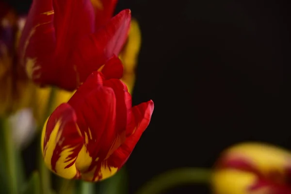 Schöne Tulpenblüten Aus Nächster Nähe Dunkler Hintergrund — Stockfoto