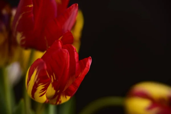 Schöne Tulpenblüten Aus Nächster Nähe Dunkler Hintergrund — Stockfoto