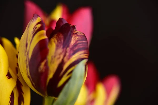 Hermoso Tulipán Flores Cerca Fondo Oscuro — Foto de Stock