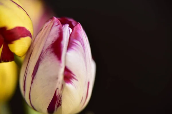 Güzel Lale Çiçekleri Kapanıyor Koyu Arkaplan — Stok fotoğraf