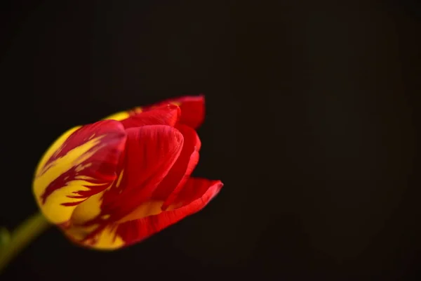 Flori Lalele Frumoase Aproape Fundal Întunecat — Fotografie, imagine de stoc