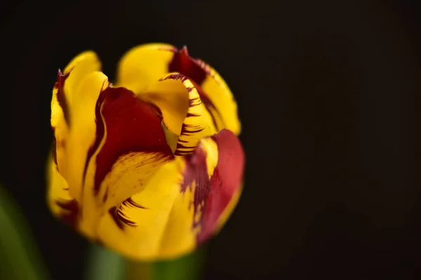 Красивый Цветок Тюльпана Близко Темный Фон — стоковое фото