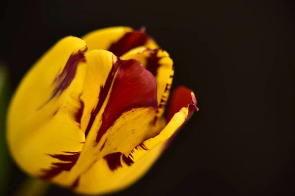 Piękne Tulipan Kwiat Zbliżenie Ciemne Tło — Zdjęcie stockowe