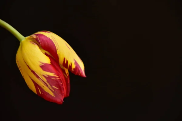 Hermosa Flor Tulipán Cerca Fondo Oscuro — Foto de Stock