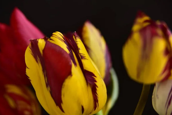 Piękne Kwiaty Tulipan Zbliżenie Ciemne Tło — Zdjęcie stockowe