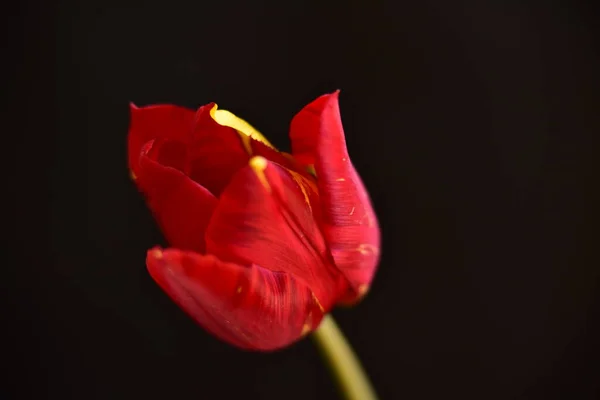 Schöne Tulpenblüte Aus Nächster Nähe Dunkler Hintergrund — Stockfoto