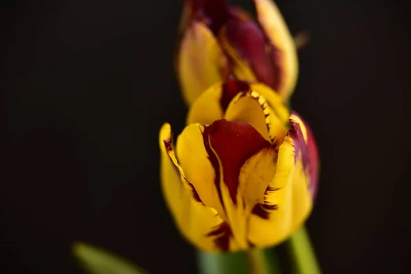 Hermoso Tulipán Flores Cerca Fondo Oscuro — Foto de Stock