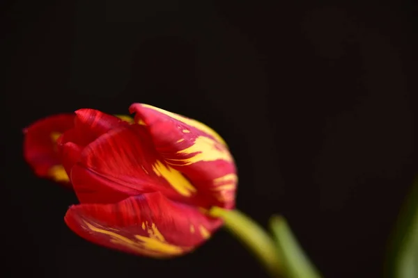 Gyönyörű Tulipán Virág Közelről Sötét Háttér — Stock Fotó