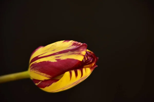 Beautiful Tulip Flower Close Dark Background —  Fotos de Stock