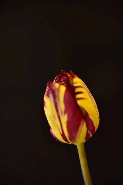 Beautiful Tulip Flower Close Dark Background —  Fotos de Stock