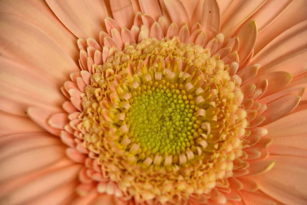 Close Beautiful Gerbera Flower — Stock Photo, Image