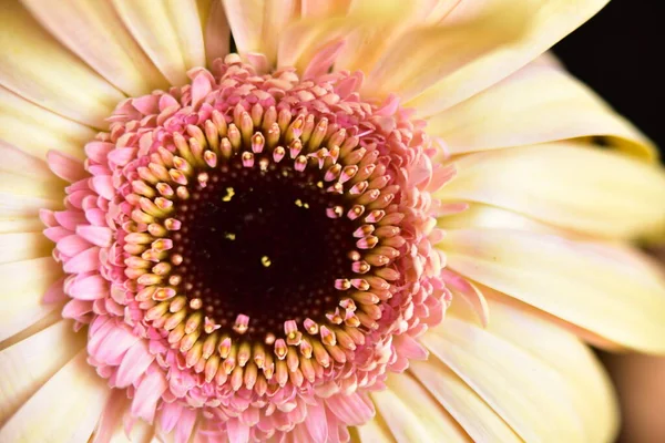 黒の背景に分離されたガーベラの花 — ストック写真