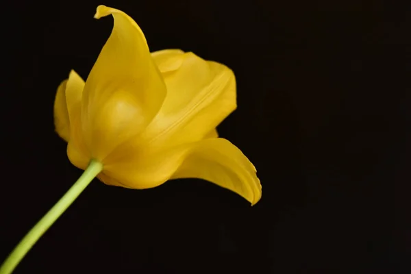 Mooie Tulp Bloem Close Donkere Achtergrond — Stockfoto