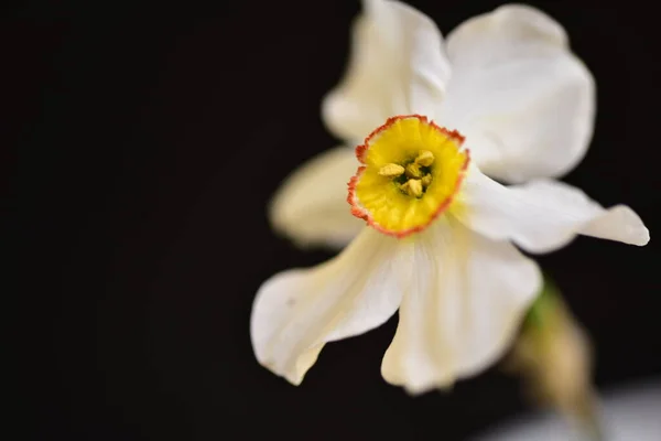 Beautiful Narcissus Flower Black Background — Foto de Stock