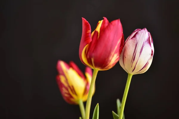 Hermoso Tulipán Flores Cerca Fondo Oscuro — Foto de Stock