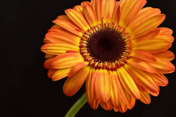Siyah arka plan üzerine izole Gerbera çiçek.
