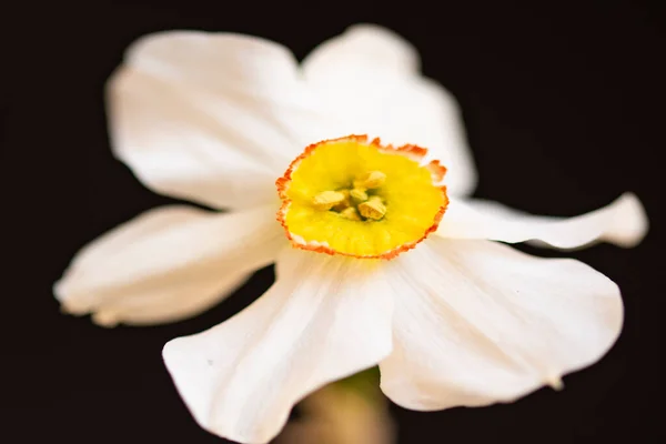 Beautiful Narcissus Flower Black Background — Stock Photo, Image