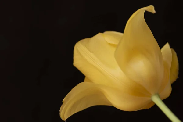 Krásný Tulipán Květina Zblízka Tmavé Pozadí — Stock fotografie