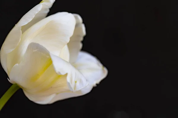 Krásný Tulipán Květina Zblízka Tmavé Pozadí — Stock fotografie