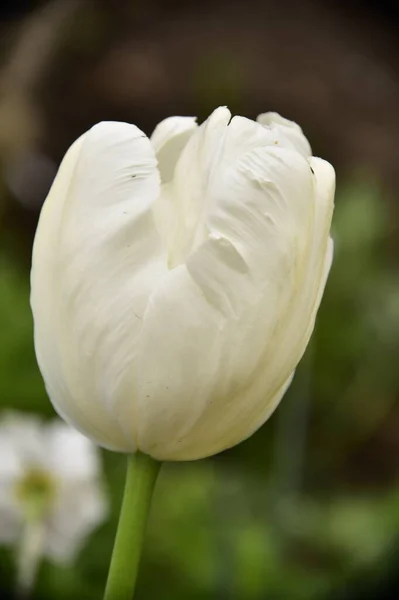 Bahçedeki Güzel Lale Çiçeği — Stok fotoğraf