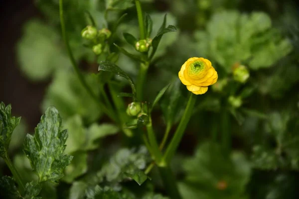 Lindas Flores Amarelas Jardim — Fotografia de Stock