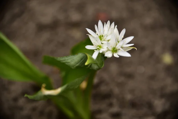 Piękny Botaniczny Strzał Białych Kwiatów Rosnących Ogrodzie — Zdjęcie stockowe