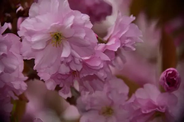 Blooming Pink Spring Flowers Garden — Stock Photo, Image