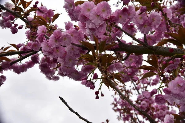 花园里开满了粉红色的春花 — 图库照片