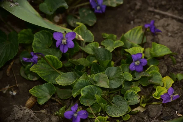 Purple Spring Flowers Growing Garden — Stock Photo, Image