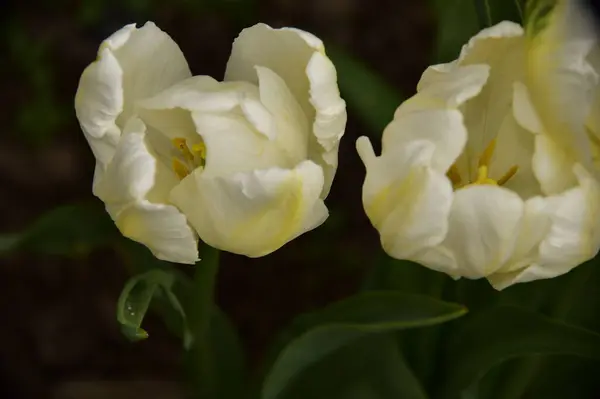 美丽的植物照片 白色的花朵生长在花园里 — 图库照片