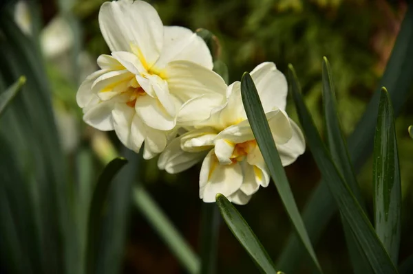Mooie Botanische Foto Van Witte Bloemen Groeien Tuin — Stockfoto