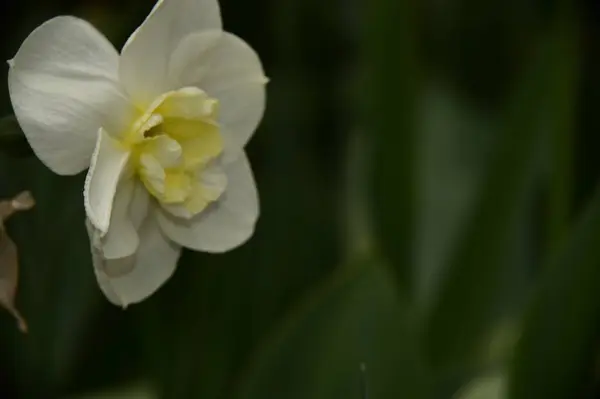 Bahçede Büyüyen Beyaz Çiçeklerin Güzel Botanik Çekimi — Stok fotoğraf