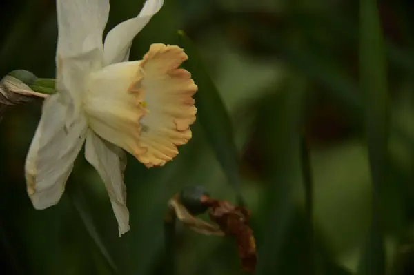 Schöne Botanische Aufnahme Weißer Blumen Die Garten Wachsen — Stockfoto