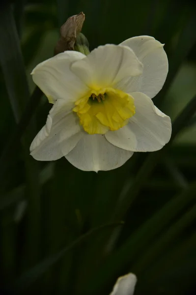 Όμορφη Βοτανική Φωτογραφία Λευκών Λουλουδιών Που Φυτρώνουν Στον Κήπο — Φωτογραφία Αρχείου