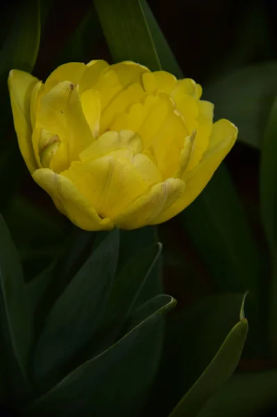 Όμορφη Τουλίπα Λουλούδι Στον Κήπο — Φωτογραφία Αρχείου