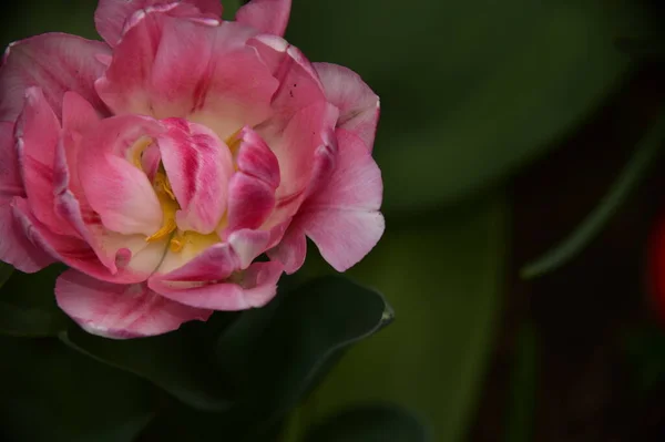 Красива Квітка Тюльпанів Саду — стокове фото